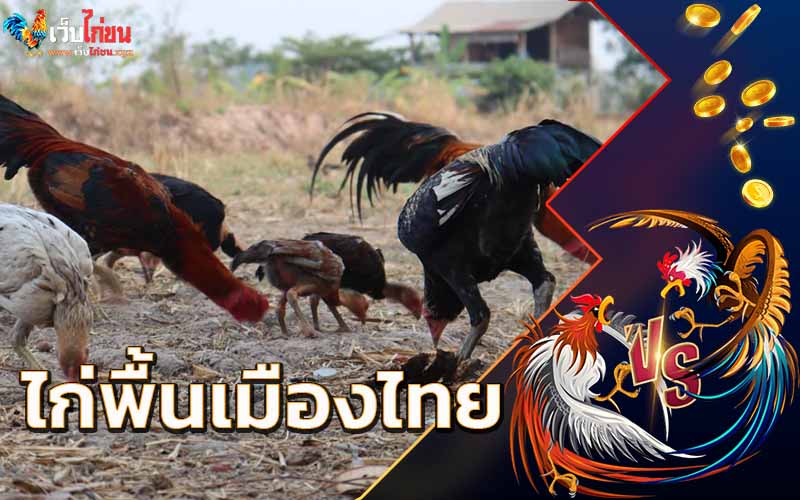 ไก่พื้นเมืองไทย