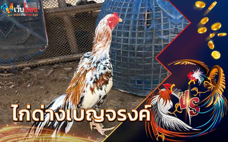 ไก่ด่างเบญจรงค์