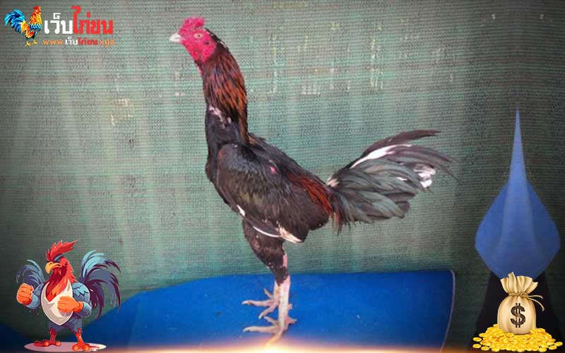 ไก่ชนภาคเหนือ