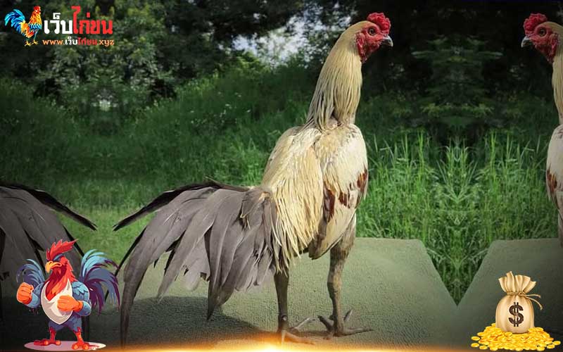 ประวัติไก่ชนภาคเหนือ และความนิยมไก่ชนของคนภาคเหนือ