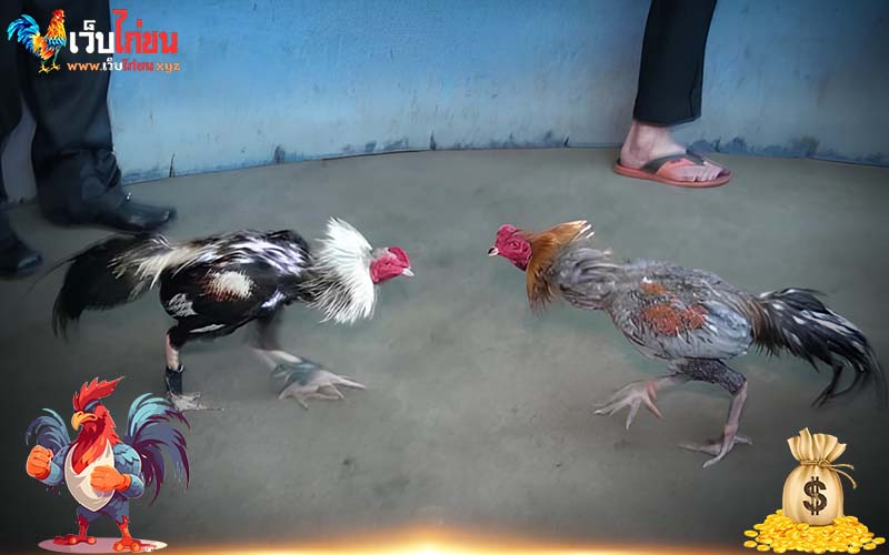 แนะนำสายพันธุ์ ไก่ชนเหนือ ที่ได้รับความนิยม