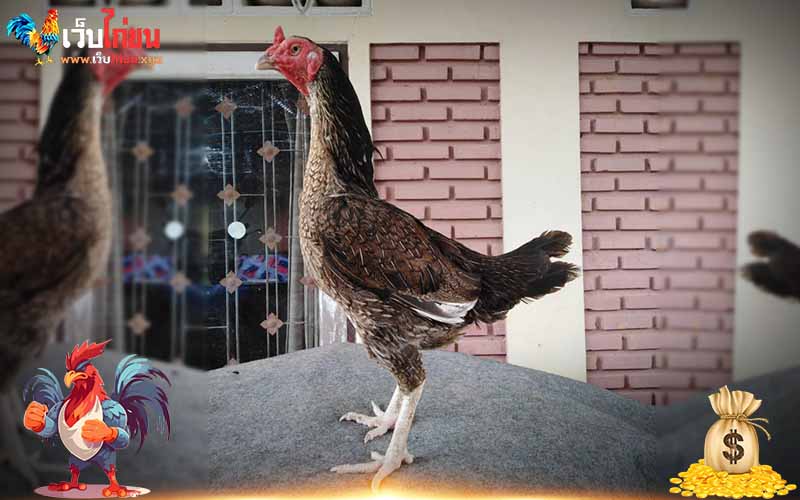 ลักษณะเด่นและชั้นเชิงการชนของไก่ชนลำปาง