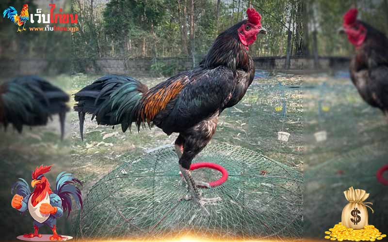 ประวัติและความเป็นมาของ ไก่ชนลำปาง